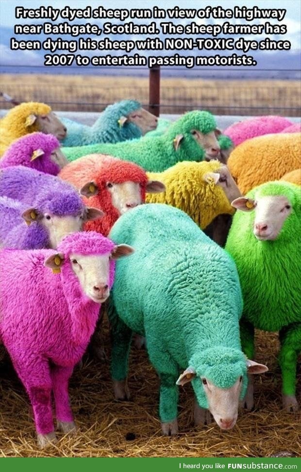 Fab sheep