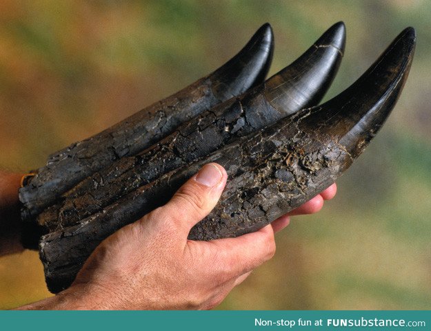Fossilized Teeth of a T-Rex