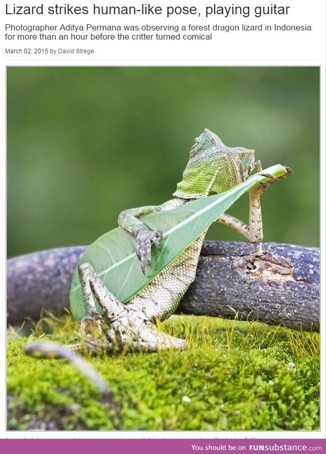 Lizard playing leaf guitar