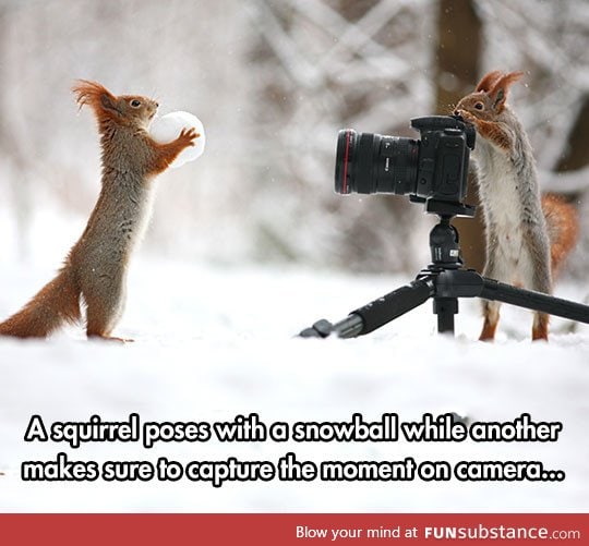 But which squirrel took this picture?