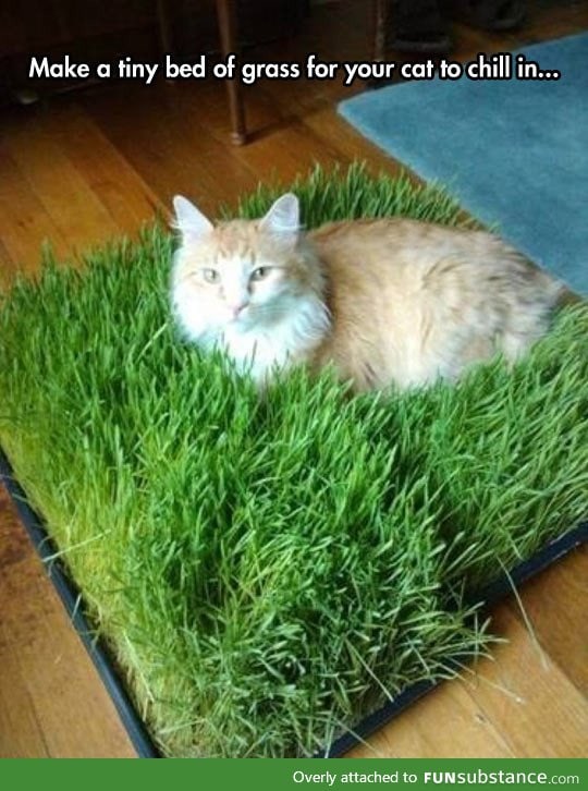 Tiny bed of grass