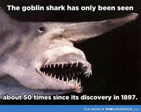 Goblin shark!!