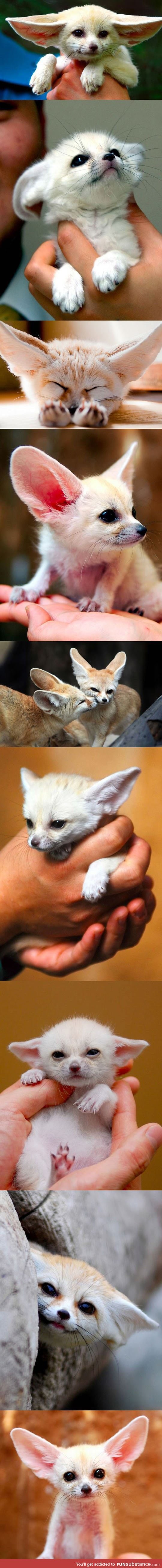 I need a fennec fox in my life