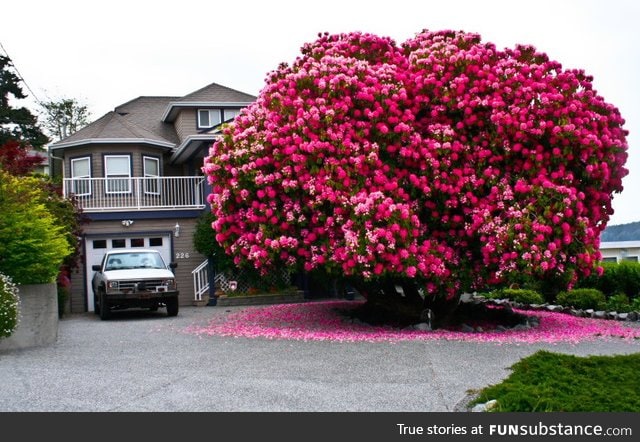 Since spring is just around the corner, here's the world's biggest Rhododendron Tree