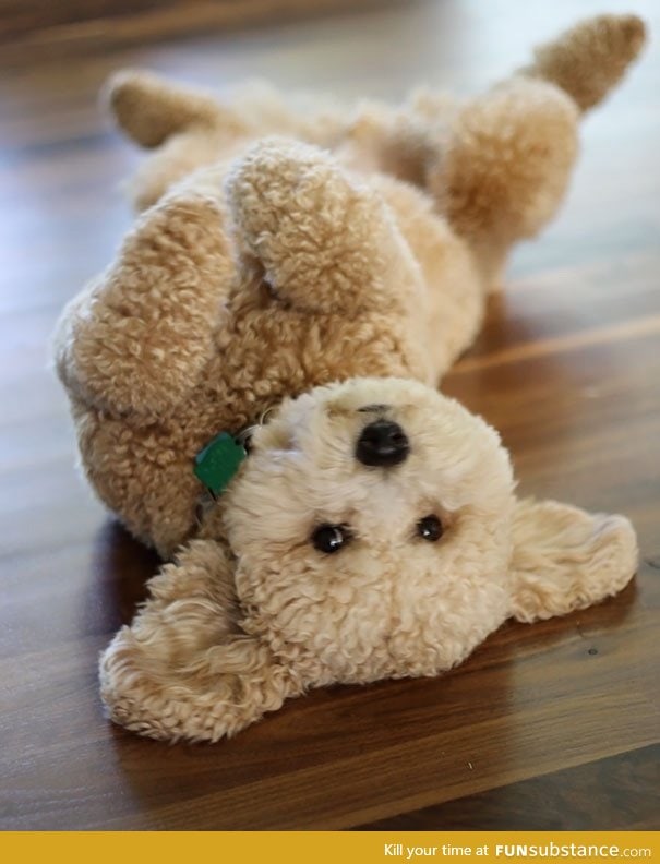 Is this a teddy bear or a dog?