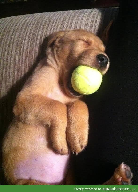 He fell asleep with the ball in his mouth