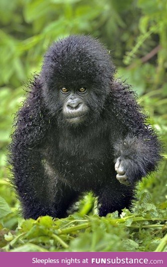 Day 122 of your daily dose of cute: I don't think I've posted a gorilla yet