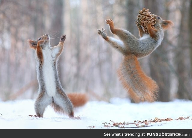 Squirrel uses Jedi mind powers against rival squirrel