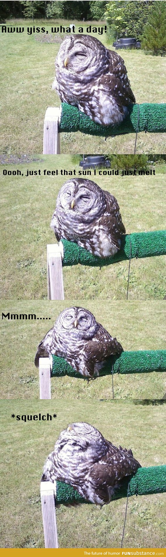 Owl bet he's happy