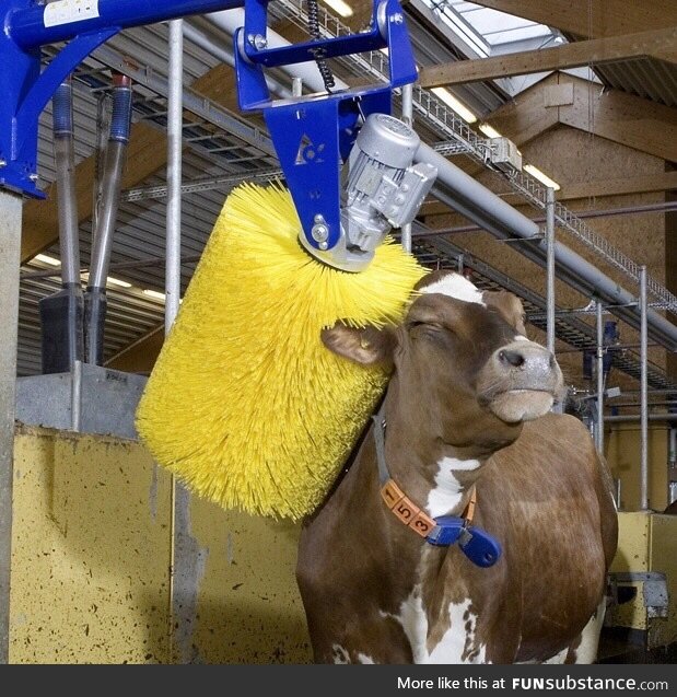 At the cow wash