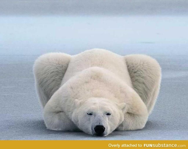 Polar bear lying down like a cat