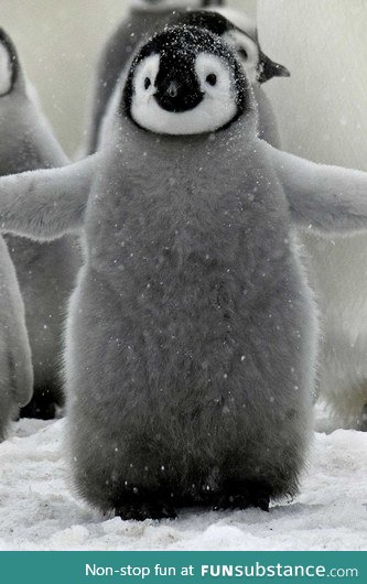 Day 124 of your daily dose of cute: Much penguin such cold (title suggested by my brother)