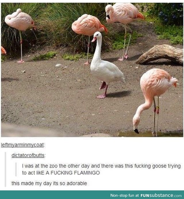 "Look I can flamingo"