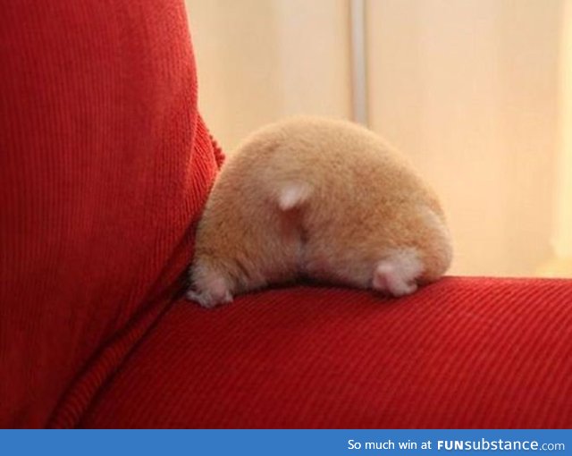 Hamster butts are the cutest butts