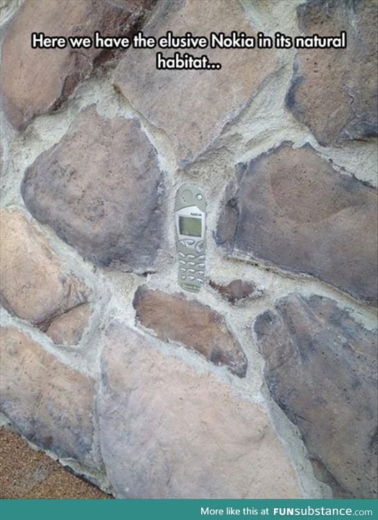 The elusive Nokia, seen in its natural habitat