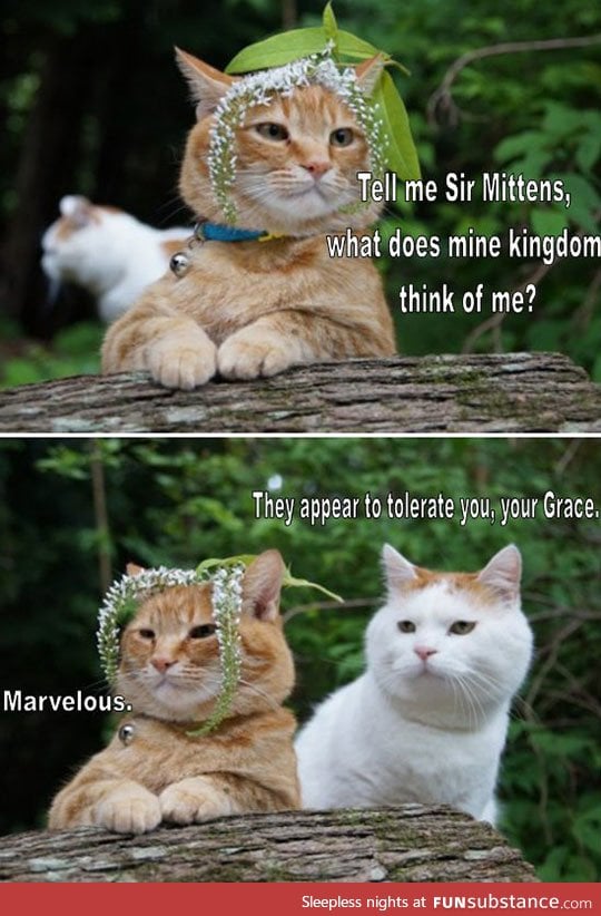 Fetch me my catnip, sir mittens