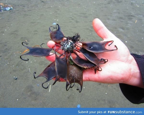 Some Shark eggs. The egg case/capsule here displayed are Chondrichthyes