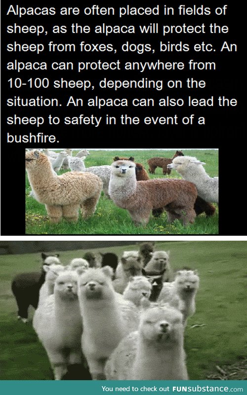 Never underestimate the power of alpacas