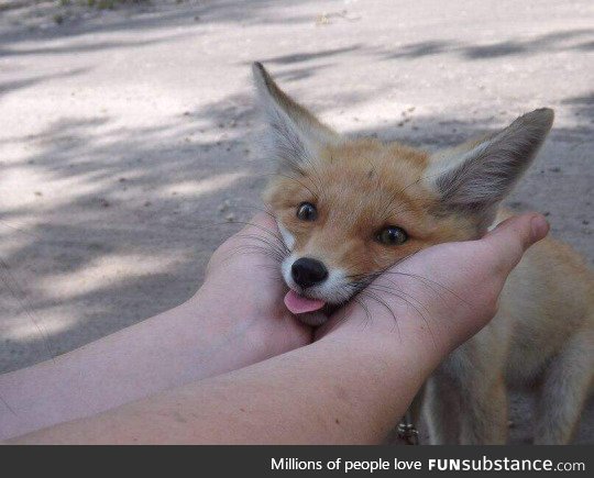 Adorable fox