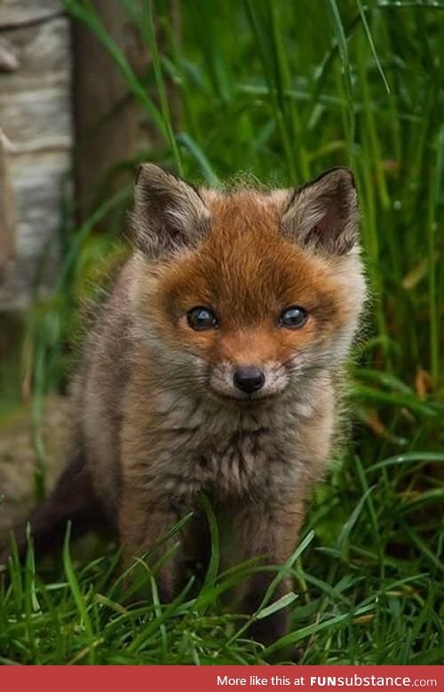 Day 130 of your daily dose of cute: Foxy ;)