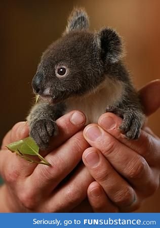 Day 132 of your daily dose of cute: I cant handle baby koalas omfg