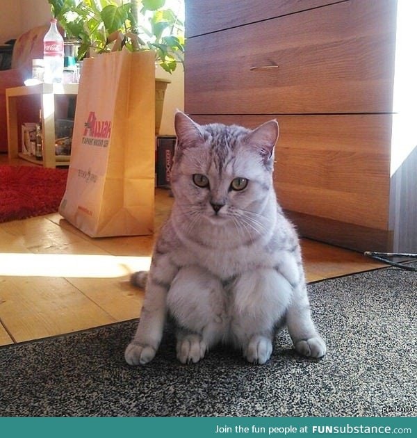 I've never seen a cat sit like this before