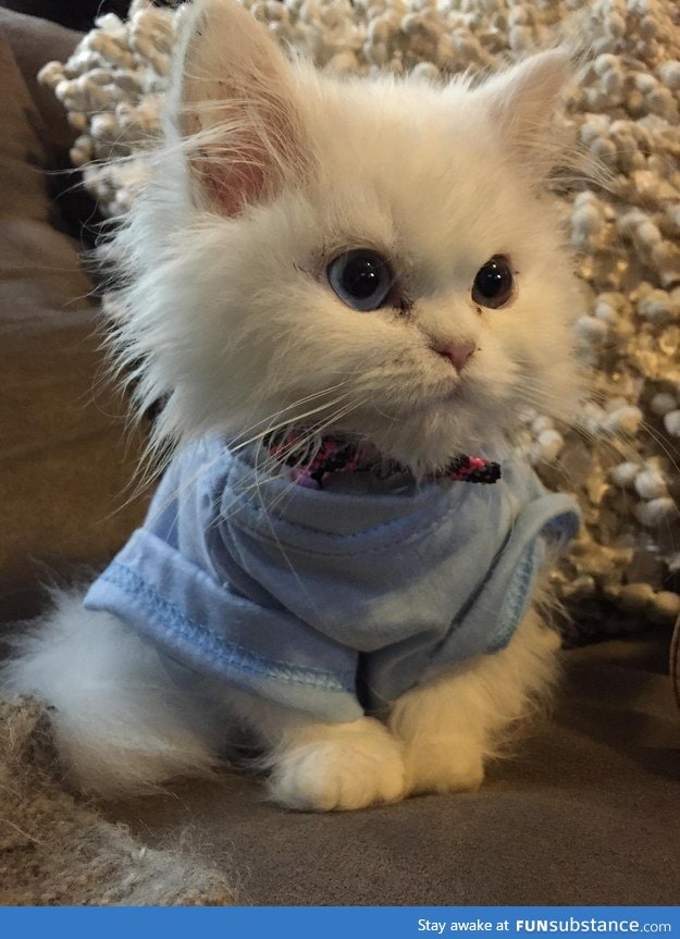 If you're feeling down, just take a look at this kitten wearing a shirt.