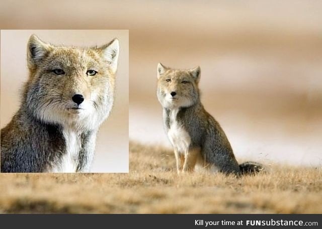 Tibetian Fox. Looks always disappointed