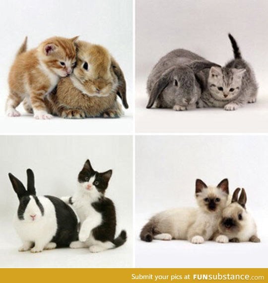 Cat and rabbit look alikes