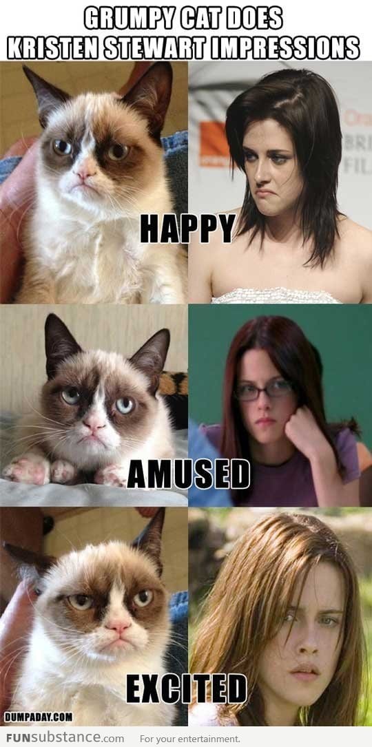 Grumpy cat and twilight