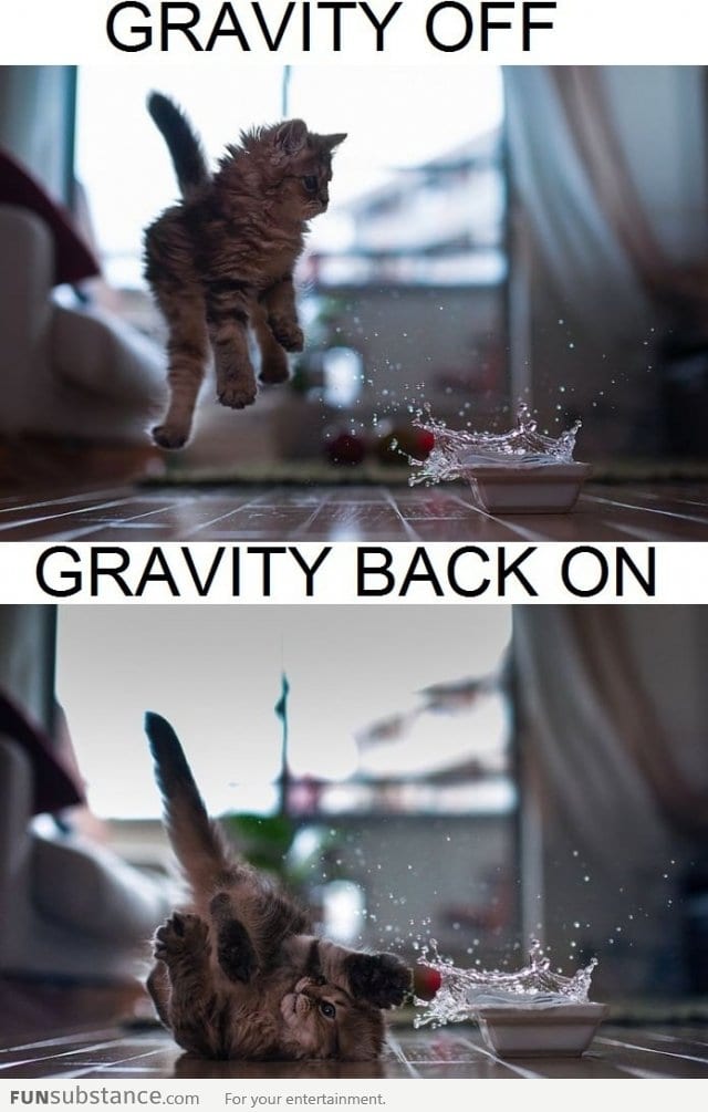 Gravity kitty