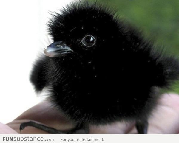 Cute baby crow