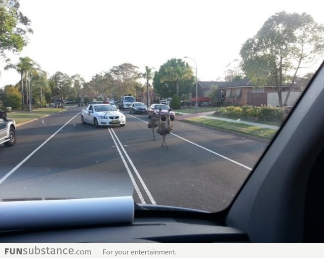 A normal day in Australia - the police chasing emus