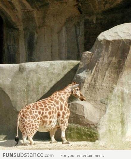 Midget obese giraffe