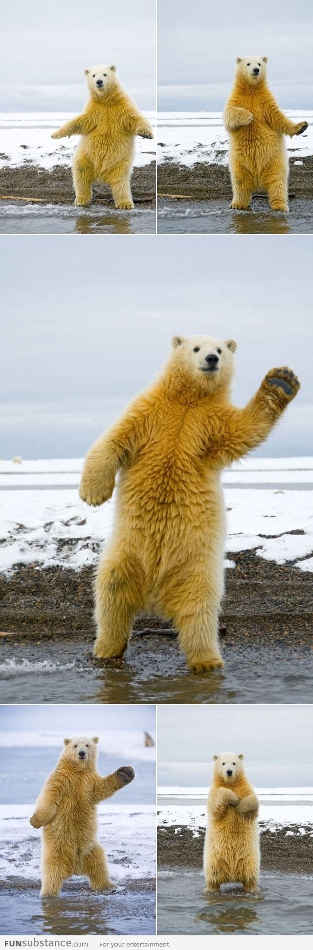 This Polar Bear can dance!