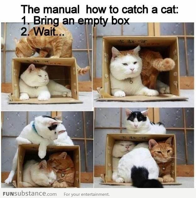 How to catch cats