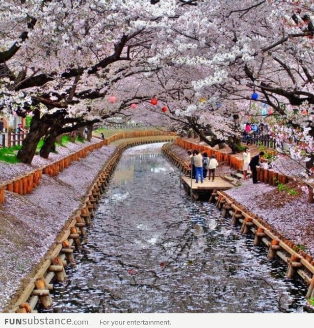 Cherry blossom in Japan