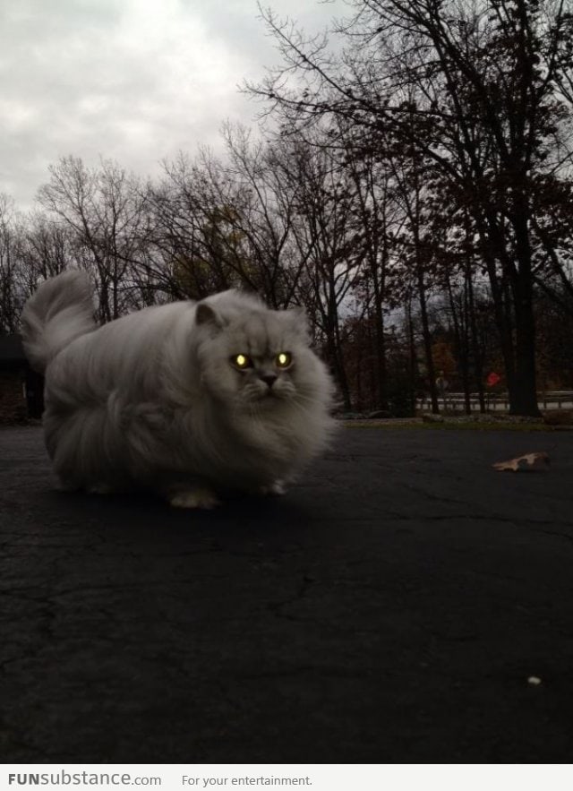 Fluffy cat on a windy day