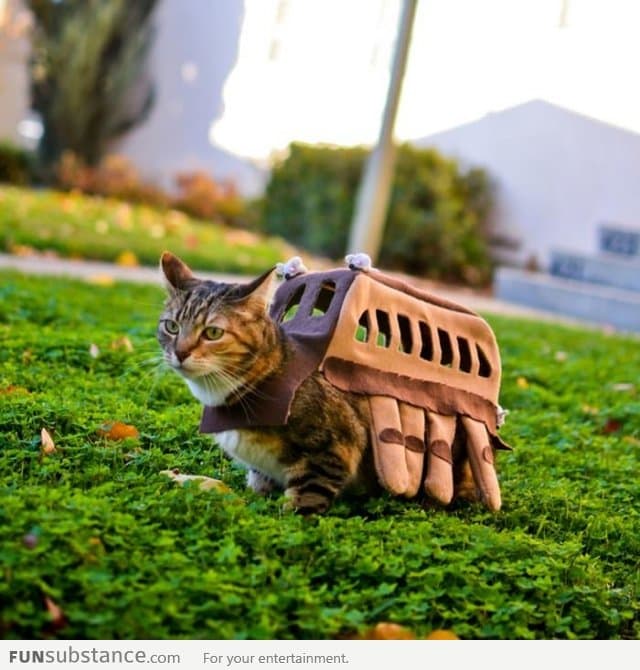 The Catbus