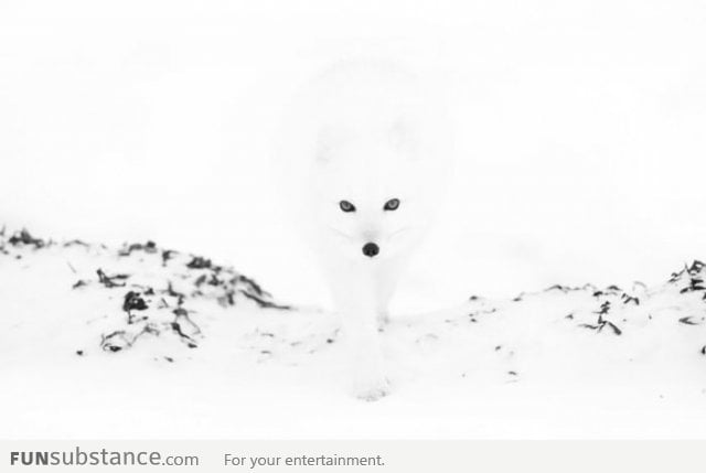 Arctic fox can mix in the snow perfectly