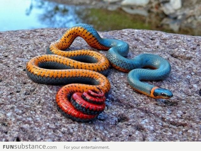 What do you think of the regal ringneck snake?