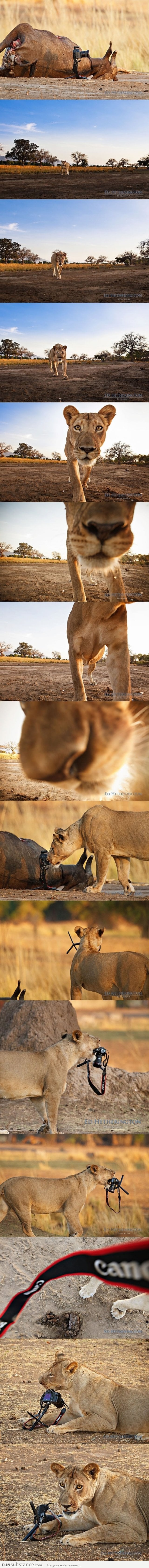 Lion stealing camera