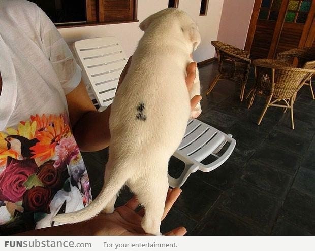 A puppy born in Brazil with the nunber one on his back