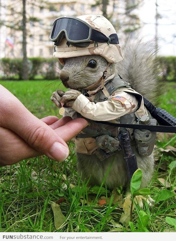 Soldier Squirrel