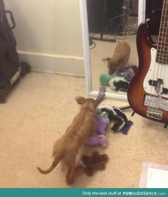 She brought all her toys over so the mirror doggy could play with them