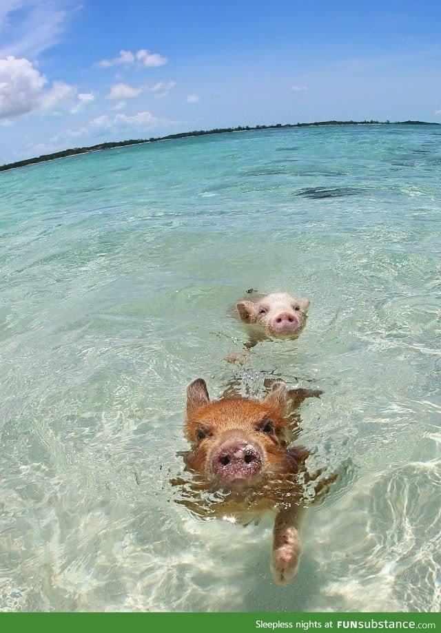 I lived in the Bahamas for a while. Did you know wild pigs swim there?