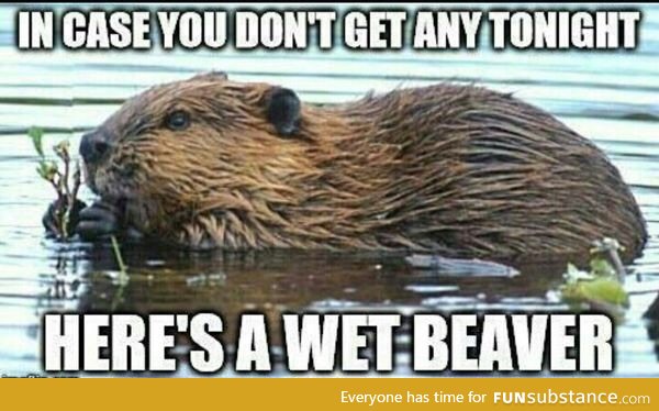 Almost got attacked by a beaver last night and my wife sends me this