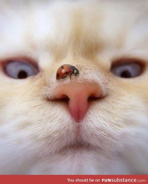 Mr White when a bug lands on his face. =^..^=