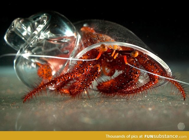 Hermit Crab in a Glass Shell