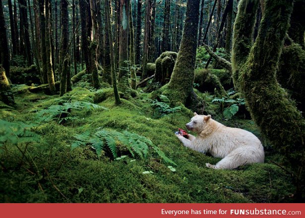 The Spirit Bear, an all white black bear found only in the Great Bear Rainforest